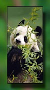 1 Schermata Panda Wallpapers