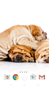 5 Schermata Carini Cani