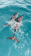 6 Schermata Sfondi di delfini