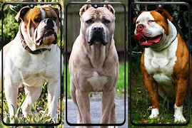 Pitbull Wallpaper screenshot 2