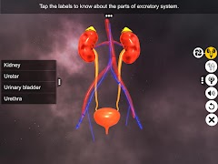 Urinary System Physiology screenshot 1