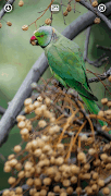 Parrot Wallpapers syot layar 6