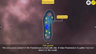 Learn Protozoa capture d'écran 4