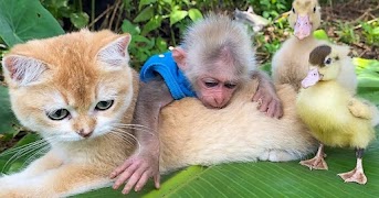 Bibi The Monkey World 海報