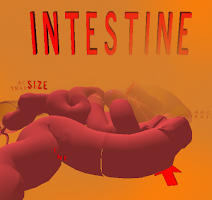The Intestines VR poster
