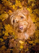 برنامه‌نما Dog Wallpapers عکس از صفحه