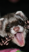 Ferrets Wallpapers syot layar 1