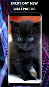 Cats wallpapers for phone screenshot 5