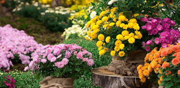 3 Schermata Chrysanthemum 11 of you 2025