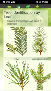 Tree Identification screenshot 2