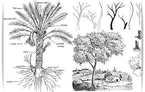 Learn to Draw Trees اسکرین شاٹ 3
