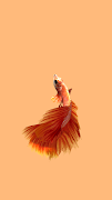 Betta Fish 3D Pro 截图 3