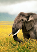 پوستر Wall Wonder