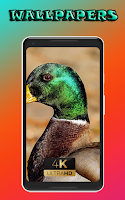 chicken nature beauty cool pics nice Wallpaper screenshot 2