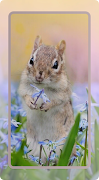 Squirrel Wallpaper اسکرین شاٹ 6