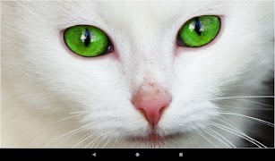 Cat Wallpapers And Themes screenshot 3