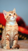 Interactive Kitten ảnh chụp màn hình 2