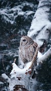 Owl Wallpaper স্ক্রিনশট 5