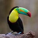 APK Toucans Wallpaper HD