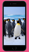 Penguin wallpaper 截图 1