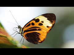 Video Touch - Bugs & Insects screenshot 7