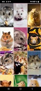 برنامه‌نما Hamster Wallpapers عکس از صفحه