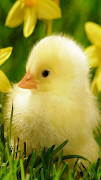 Chicks Wallpapers screenshot 4