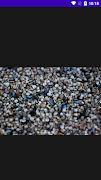 HD Clam Idea screenshot 1