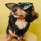 Dog Images - Puppy Wallpaper 아이콘