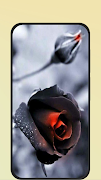 Black Rose 截图 3