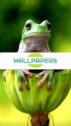 cute frog wallpaper screenshot 4