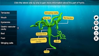 Budding in Hydra screenshot 2