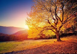 Autumn Wallpapers 4k 2023 screenshot 4