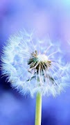 Dandelion Wallpaper اسکرین شاٹ 6