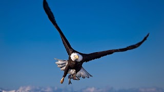 American Eagle Wallpapers screenshot 4