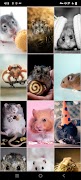 Hamster Wallpapers screenshot 3