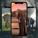 Elephant Animals Wallpaper aplikacja