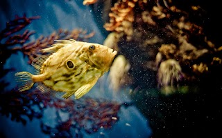 Fish Wallpapers poster