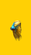 Betta Fish 3D Pro 截图 6