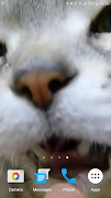 Kitty Licks Screen 截图 6