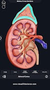 3 Schermata My Urinary System