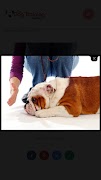 Dog Training syot layar 3