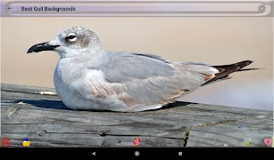 সেরা গল ব্যাকগ্রাউন্ড স্ক্রিনশট 7