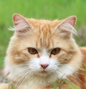 Baby Animals পোস্টার