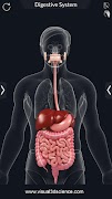 Digestive System Anatomy Screenshot 1