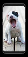 Cute Puppy Wallpapers - Live screenshot 1
