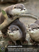 Word Wild imagem de tela 7