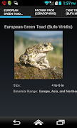 Frogs And Toads 101 海报