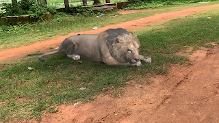 AR Real Animals screenshot 4