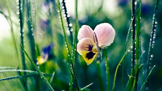 Dew Drops Live Wallpaper screenshot 5